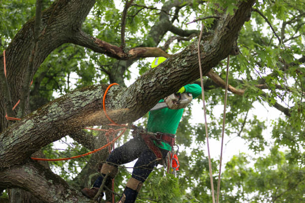 Best Leaf Removal  in USA